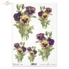 pansies, garden, garden violet, flower, flowers, R386 